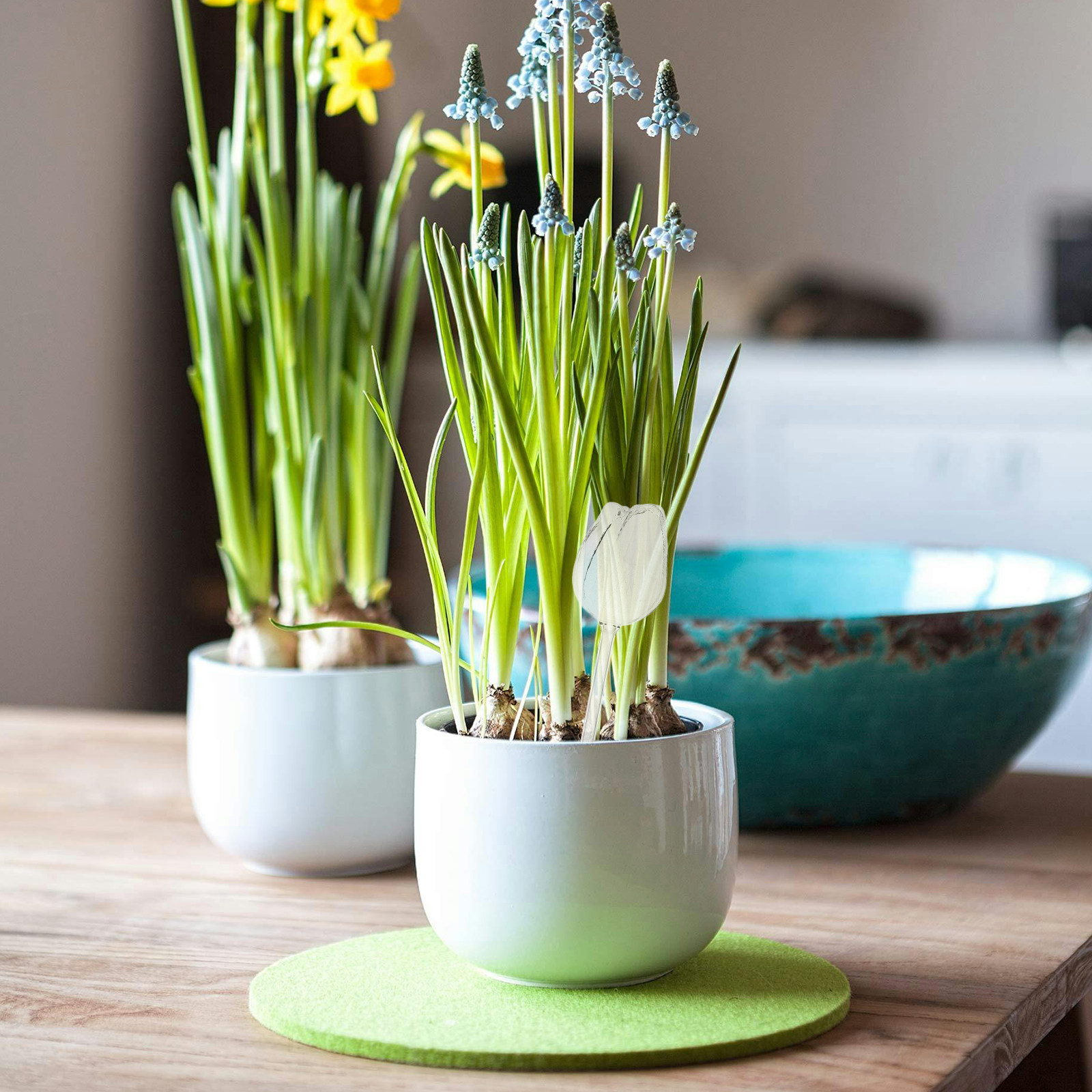 2 unidades de globos de riego  - Self Watering Planter reseña y precio
